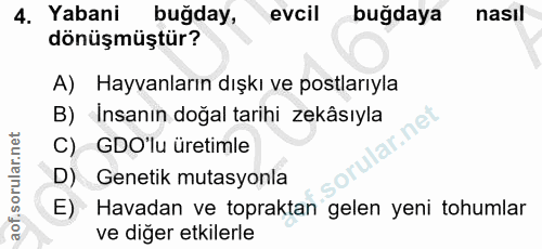 4. soru: Yabani buğday, evcil buğdaya nasıl dönüşmüştür? A) Hayvanların dışkı ve postlarıyla B) İnsanın doğal tarihi zekâsıyla…