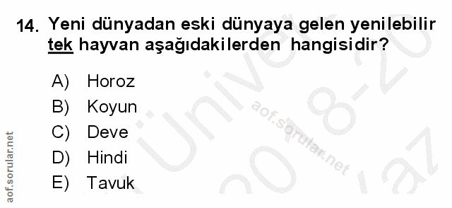 14. soru: Yeni dünyadan eski dünyaya gelen yenilebilir tek hayvan aşağıdakilerden hangisidir? A) Horoz B) Koyun C) Deve D) Hind…