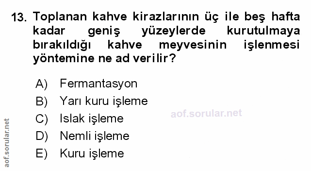 13. soru: Toplanan kahve kirazlarının üç ile beş hafta kadar geniş yüzeylerde kurutulmaya bırakıldığı K kahve meyvesinin işlenm…