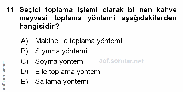 11. soru: Seçici toplama işlemi olarak bilinen kahve meyvesi toplama yöntemi aşağıdakilerden hangisidir? A) Makine ile toplama…