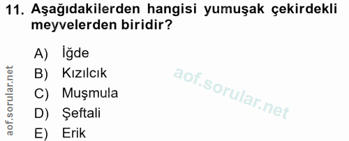 11. soru: Aşağıdakilerden hangisi yumuşak çekirdekli meyvelerden biridir? A) Iğde B) Kızılcık C) Muşmula D) Şeftali E) Erik