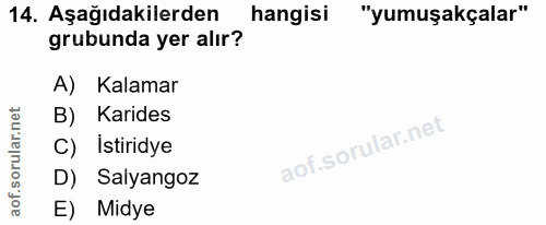 14. soru: Aşağıdakilerden hangisi "yumuşakçalar" grubunda yer alır? A) Kalamar B) Karides C) İstiridye D) Salyangoz E) Midye