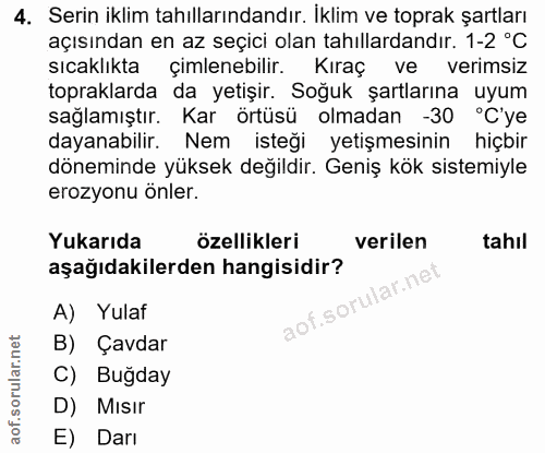 4. soru: Serin iklim tahıllarındandır. Iklim ve toprak şartları açısından en az seçici olan tahıllardandır. 1-2 °C sıcaklıkta…