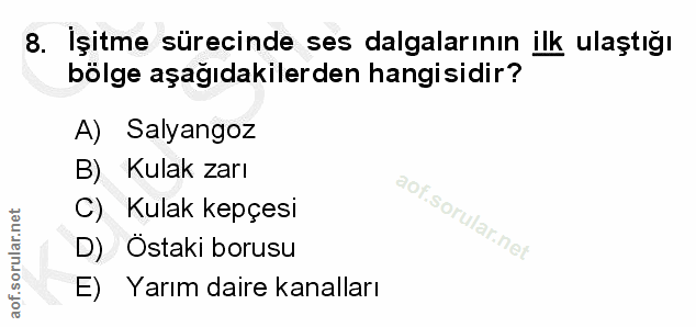 8. soru: Işitme sürecinde ses dalgalarının ilk ulaştığı bölge aşağıdakilerden hangisidir? A) Salyangoz B) Kulak zarı C) Kulak…