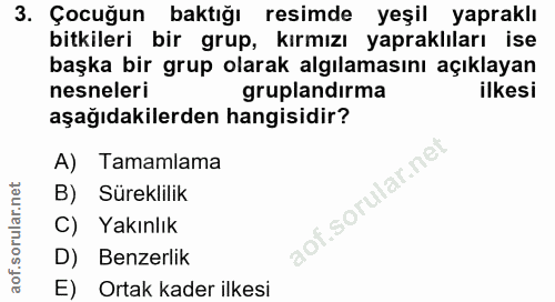 3. soru: Çocuğun baktığı resimde yeşil yapraklı bitkileri bir grup, kırmızı yapraklıları ise başka bir grup olarak algılamasın…
