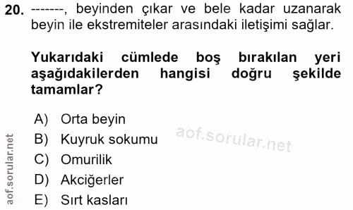 20. soru: --, beyinden çıkar ve bele kadar uzanarak beyin ile ekstremiteler arasındaki iletişimi sağlar. Yukarıdaki cümlede boş…