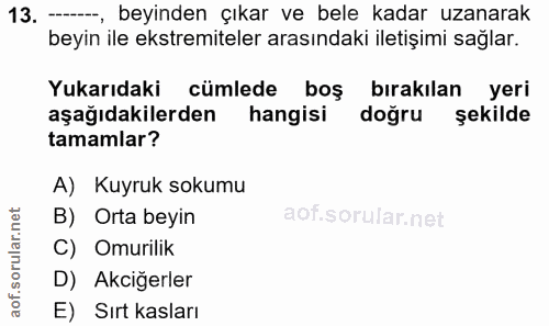 13. soru: — beyinden çıkar ve bele kadar uzanarak beyin ile ekstremiteler arasındaki iletişimi sağlar. Yukarıdaki cümlede boş b…