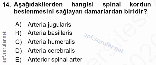 14. soru: Aşağıdakilerden hangisi spinal kordun beslenmesini sağlayan damarlardan biridir? A) Arteria jugularis B) Arteria basi…