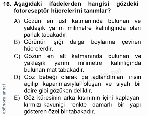 16. soru: Aşağıdaki ifadelerden hangisi gözdeki| fotoreseptör hücrelerini tanımlar? A) Gözün en üst katmanında bulunan ve yakla…