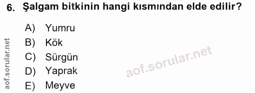 6. soru: Şalgam bitkinin hangi kısmından elde edilir? A) Yumru B) Kök C) Sürgün D) Yaprak E) Meyve