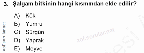 3. soru: Şalgam bitkinin hangi kısmından elde edilir? A) Kök B) Yumru C) Sürgün D) Yaprak E) Meyve