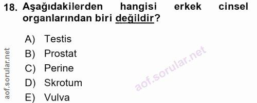 18. soru: Aşağıdakilerden hangisi erkek cinsel organlarından biri değildir? A) Testis B) Prostat C) Perine D) Skrotum E) Vulva