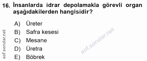 16. soru: Insanlarda idrar depolamakla görevli organ aşağıdakilerden hangisidir? A) Üreter B) Safra kesesi ar. C) Mesane D) Üre…