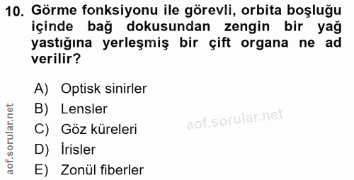 10. soru: Görme fonksiyonu ile görevli, orbita boşluğu içinde bağ dokusundan zengin bir yağ yastığına yerleşmiş bir çift organa…