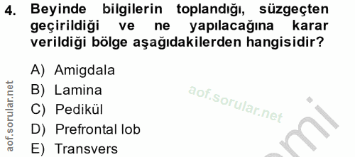 4. soru: Beyinde bilgilerin toplandığı, süzgeçten geçirildiği ve ne yapılacağına karar verildiği bölge aşağıdakilerden hangisi…
