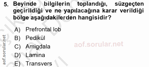 5. soru: Beyinde bilgilerin toplandığı, süzgeçten geçirildiği ve ne yapılacağına karar verildiği bölge aşağıdakilerden hangisi…