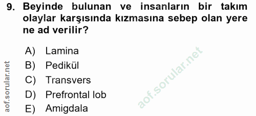 9. soru: Beyinde bulunan ve insanların bir takım olaylar karşısında kızmasına sebep olan yere ne ad verilir? A) Lamina B) Pedi…