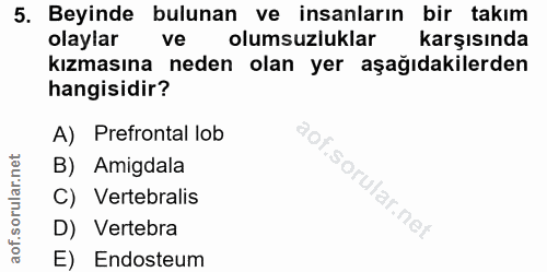 5. soru: Beyinde bulunan ve insanların bir takım olaylar ve olumsuzluklar karşısında kızmasına neden olan yer aşağıdakilerden…