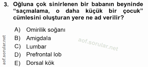 3. soru: Oğluna çok sinirlenen bir babanın beyninde "saçmalama, o daha küçük bir çocuk" cümlesini oluşturan yere ne ad verilir…