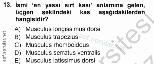 13. soru: İsmi 'en yassı sırt kası' anlamına gelen, üçgen şeklindeki kas aşağıdakilerden hangisidir? B) Musculus trapezius of s…