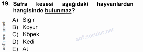 19. soru: Safra kesesi aşağıdaki hayvanlardan hangisinde bulunmaz? A) Sığır B) Koyun C) Köpek D) Kedi E) At