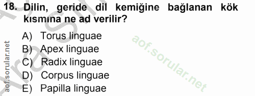 18. soru: Dilin, geride dil kemiğine bağlanan kök kısmına ne ad verilir? A) Torus linguae B) Apex linguae C) Radix linguae .sor…