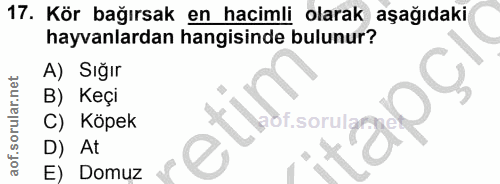 17. soru: Kör bağırsak en hacimli olarak aşağıdaki hayvanlardan hangisinde bulunur? A) Sığır B) Keçi C) Köpek D) At E) Domuz