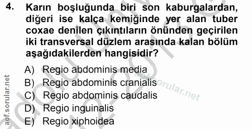 4. soru: Karın boşluğunda biri son kaburgalardan, diğeri ise kalça kemiğinde yer alan tuber coxae denilen çıkıntıların önünden…