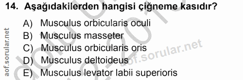 14. soru: Aşağıdakilerden hangisi çiğneme kasıdır? A) Musculus orbicularis oculi B) Musculus masseter D) Musculus deltoideus-f.…