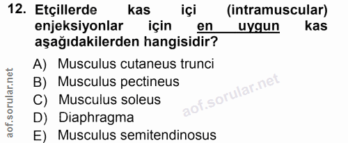 12. soru: Etçillerde kas içi (intramuscular) enjeksiyonlar için en uygun kas aşağıdakilerden hangisidir? A) Musculus cutaneus t…