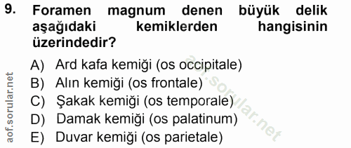 9. soru: Foramen magnum denen büyük delik aşağıdaki kemiklerden hangisinin üzerindedir? A) Ard kafa kemiği (os occipitale) B)…
