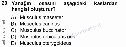 20. soru: Yanağın esasıni aşağıdaki kaslardan hangisi oluşturur? A) Musculus masseter B) Musculus caninus D) Musculus orbicular…