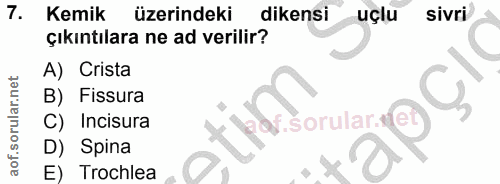 7. soru: Kemik üzerindeki dikensi uçlu sivri çıkıntılara ne ad verilir? A) Crista B) Fissura Incisura Spina E) Trochlea