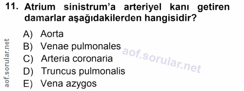 11. soru: Atrium sinistrum'a arteriyel kanı getiren damarlar aşağıdakilerden hangisidir? A) Aorta B) Venae pulmonales C) Arteri…