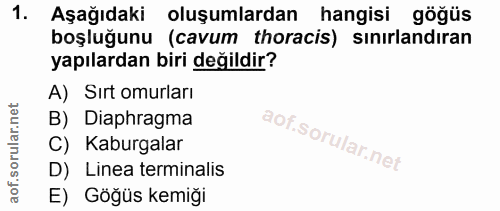 1. soru: Aşağıdaki oluşumlardan hangisi göğüs boşluğunu (cavum thoracis) sınırlandıran yapılardan biri değildir? A) Sırt omurl…
