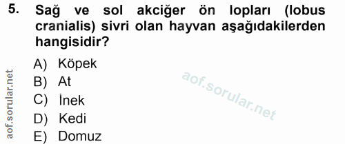 5. soru: Sağ ve sol akciğer ön lopları (lobus cranialis) sivri olan hayvan aşağıdakilerden hangisidir? A) Köpek B) At C) inek…