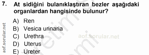 7. soru: At sidiğini bulanıklaştıran bezler aşağıdaki organlardan hangisinde bulunur? A) Ren B) Vesica urinaria C) Urethra D)…