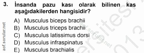 3. soru: İnsanda pazu kası olarak bilinen kas aşağıdakilerden hangisidir? A) Musculus biceps brachii B) Musculus triceps brach…