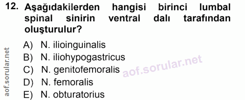 12. soru: Asagidakilerden hangisi birinci lumbal spinal sinirin ventral dalı tarafından oluşturulur? A) N. ilioinguinalis C) N.…