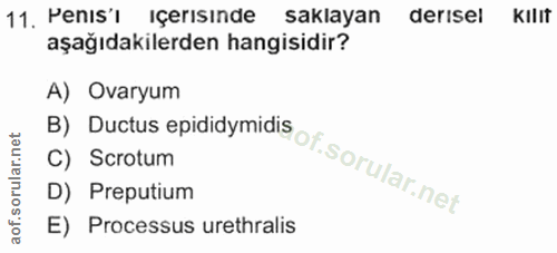 11. soru: Menis i Içerisinae saklayan derisel KilIT aşağıdakilerden hangisidir? A) Ovaryum C) Scrotum B) Ductus epididymidis of…