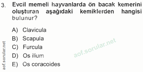 3. soru: Evcil memeli hayvanlarda ön bacak kemerini oluşturan aşağıdaki kemiklerden hangisi bulunur? A) Clavicula B) Scapula C…