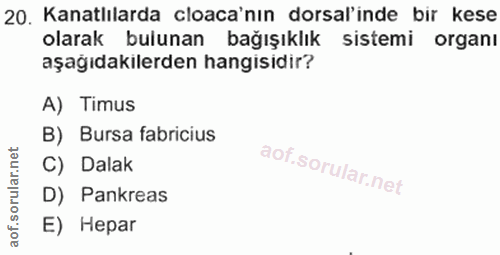 20. soru: Kanatlılarda cloaca'nın dorsal'inde bir kese olarak bulunan bağışıklık sistemi organı aşağıdakilerden hangisidir? A)…
