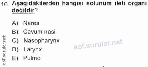 10. soru: Aşagıdakılerden hangısı solunum iletı organı değildir? A) Nares B) Cavum nasi C) Nasopharynx D) Larynx E) Pulmo