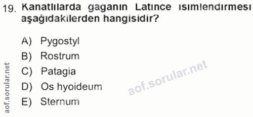 19. soru: Kanatlilarda gaganın Latince Isımlendırmesı aşağıdakilerden hangisidir? A) Pygostyl B) Rostrum C) Patagia D) Os hyoid…