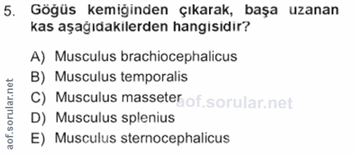 5. soru: Göğüs kemiğinden çıkarak, başa uzanan kas aşağıdakilerden hangisidir? A) Musculus brachiocephalicus B) Musculus tempo…