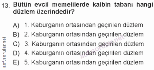 13. soru: Bütün evcil memelilerde kalbin tabanı hangi düzlem üzerindedir? A) 1. Kaburganın ortasından geçırılen düzlem B) 2. Ka…