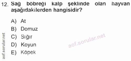 12. soru: Sag böbreğı kalp şeklınde olan hayvan aşağıdakilerden hangisidir? A) At B) Domuz C) Sığır D) Koyun E) Köpek