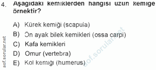 4. soru: Aşagıdakı kemıklerden nangısı uzun kemıge örnektir? A) Kürek kemiği (scapuia) B) Ön ayak bilek kemikleri (ossa carpi)…