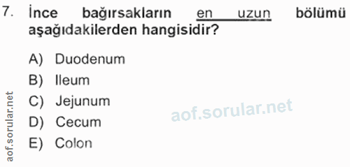 7. soru: ince bağırsakların en uzun bölümü aşağıdakilerden hangisidir? A) Duodenum B) Ileum rular.net C) Jejunum D) Cecum aof.…