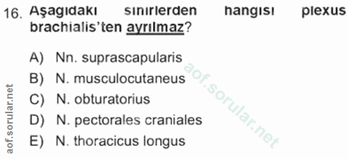 16. soru: Aşagıdakı sinırlerden hangis! plexus brachialis'ten ayrılmaz? A) Nn. suprascapularis B) N. musculocutaneus C) N. obtu…